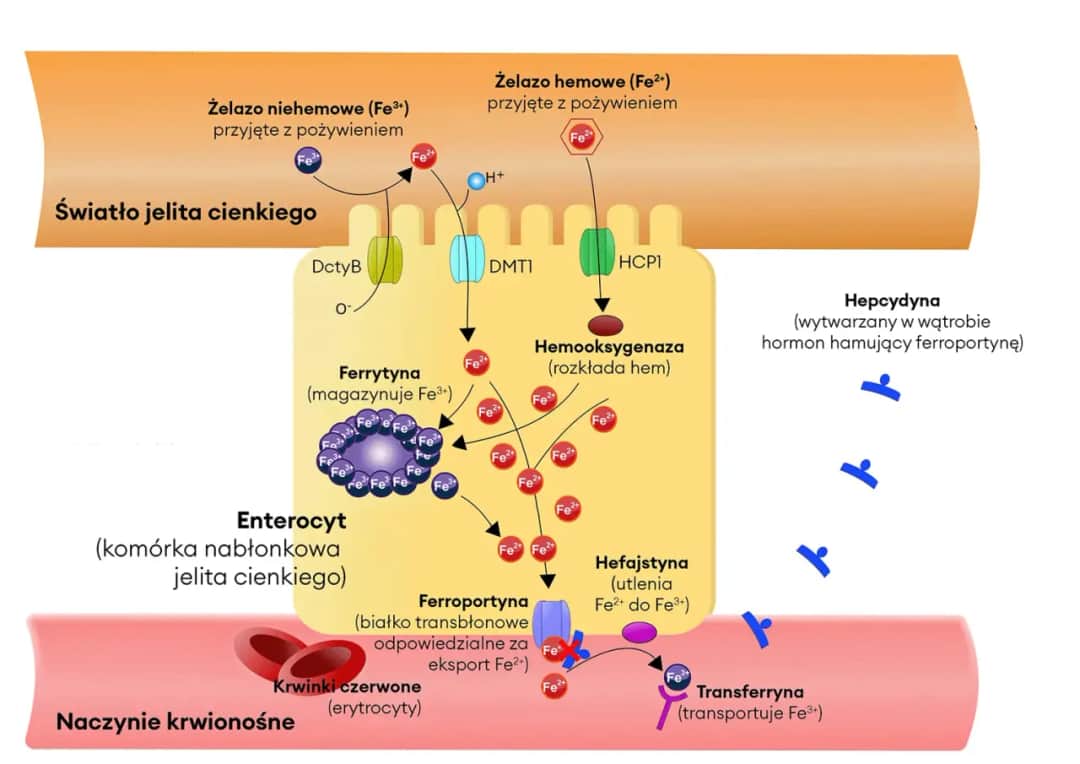 Dawkowanie żelaza w zależności od wieku – jak uniknąć niedoborów u dzieci i dorosłych