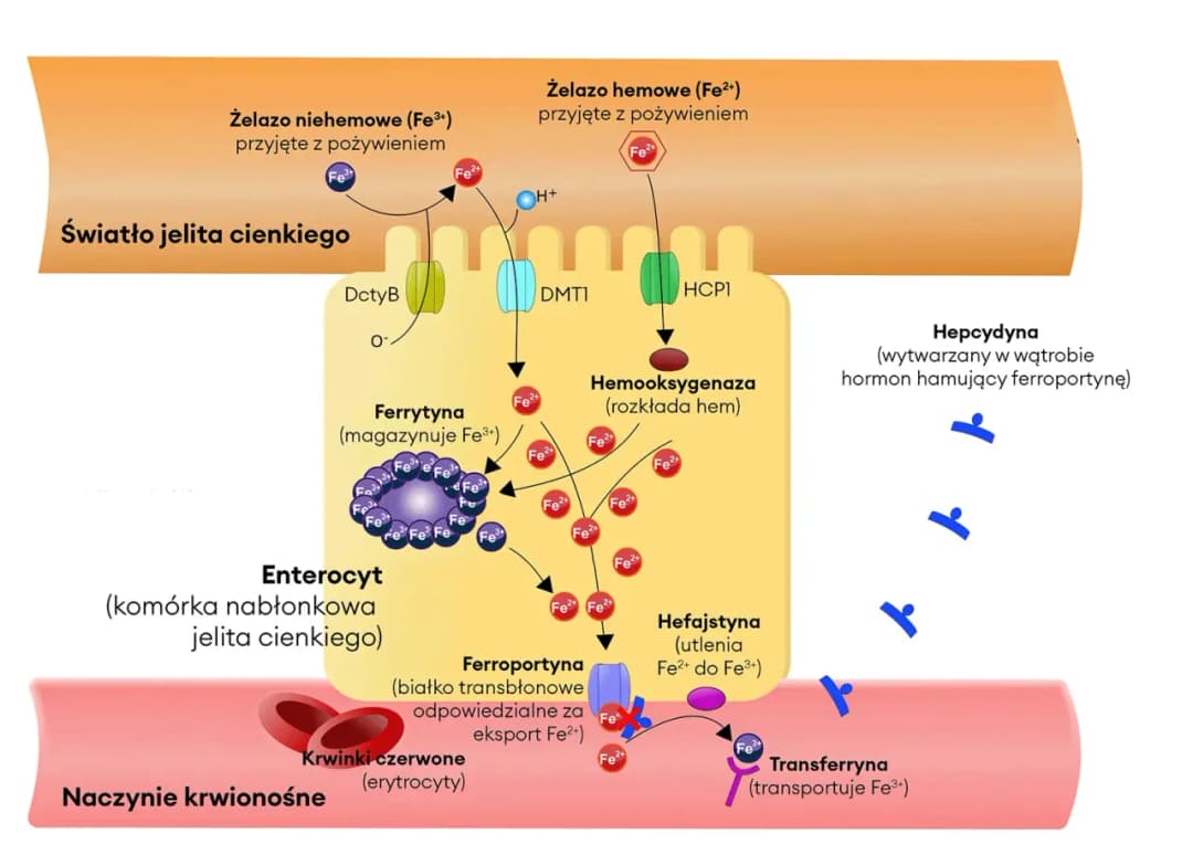 Dawkowanie żelaza w zależności od wieku – jak uniknąć niedoborów u dzieci i dorosłych